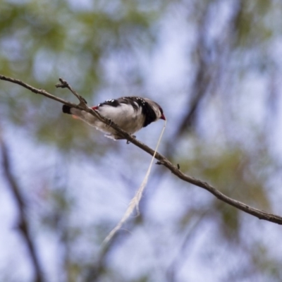 Stagonopleura guttata (Diamond Firetail) at Illilanga & Baroona - 11 Jan 2013 by Illilanga