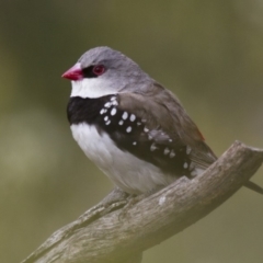 Stagonopleura guttata (Diamond Firetail) at Illilanga & Baroona - 13 Jan 2013 by Illilanga