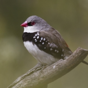 Stagonopleura guttata at Michelago, NSW - suppressed