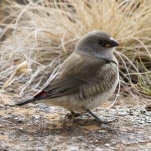 Stagonopleura guttata at Michelago, NSW - suppressed