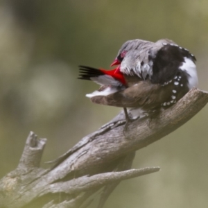 Stagonopleura guttata at Michelago, NSW - suppressed