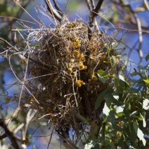 Stagonopleura guttata at Michelago, NSW - suppressed