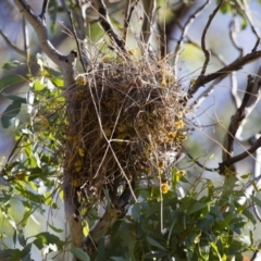 Stagonopleura guttata at Michelago, NSW - suppressed