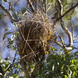 Stagonopleura guttata at Michelago, NSW - suppressed