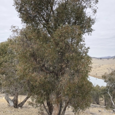 Eucalyptus dives (Broad-leaved Peppermint) at Michelago, NSW - 23 Aug 2018 by Illilanga