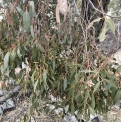 Eucalyptus dives at Michelago, NSW - 23 Aug 2018