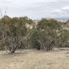 Eucalyptus dives at Illilanga & Baroona - 23 Aug 2018