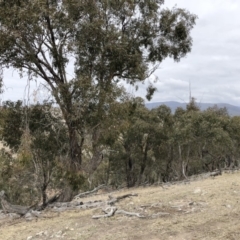 Eucalyptus dives at Michelago, NSW - 23 Aug 2018