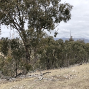 Eucalyptus dives at Michelago, NSW - 23 Aug 2018