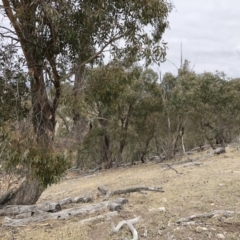 Eucalyptus dives at Illilanga & Baroona - 23 Aug 2018 11:10 AM