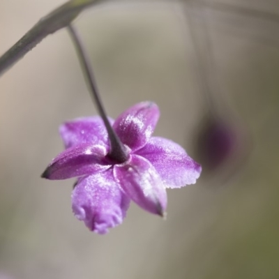 Arthropodium minus (Small Vanilla Lily) at Michelago, NSW - 21 Oct 2016 by Illilanga