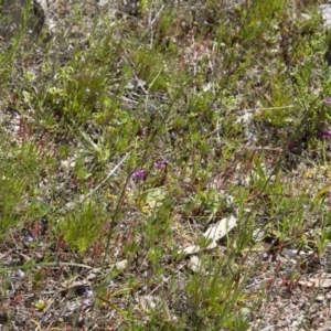 Arthropodium minus at Michelago, NSW - 21 Oct 2016 11:51 AM