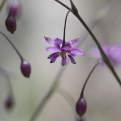 Arthropodium minus at Michelago, NSW - 21 Oct 2016