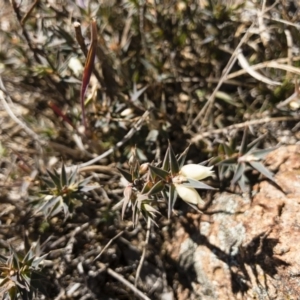 Melichrus urceolatus at Michelago, NSW - 16 Aug 2018