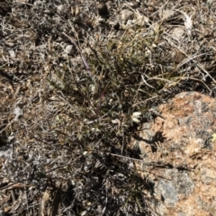 Melichrus urceolatus at Michelago, NSW - 16 Aug 2018