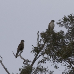 Falco berigora (Brown Falcon) at Illilanga & Baroona - 24 Nov 2017 by Illilanga