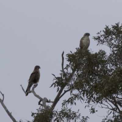 Falco berigora (Brown Falcon) at Michelago, NSW - 24 Nov 2017 by Illilanga