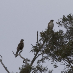 Falco berigora at Michelago, NSW - 24 Nov 2017