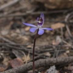 Cyanicula caerulea (Blue Fingers, Blue Fairies) at Bruce, ACT - 4 Sep 2018 by AlisonMilton