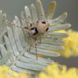 Araneus sp. (genus) at Bruce, ACT - 4 Sep 2018 11:58 AM