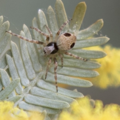 Araneus sp. (genus) (Orb weaver) at Gossan Hill - 4 Sep 2018 by Alison Milton