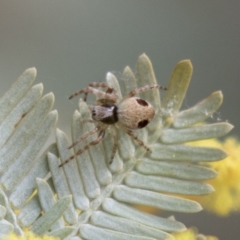 Araneus sp. (genus) at Bruce, ACT - 4 Sep 2018