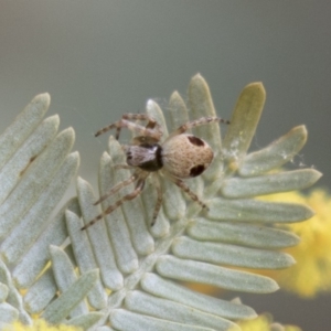 Araneus sp. (genus) at Bruce, ACT - 4 Sep 2018 11:58 AM