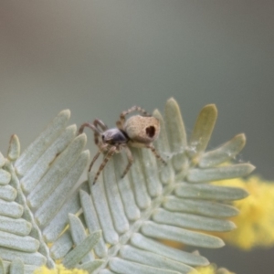 Araneus sp. (genus) at Bruce, ACT - 4 Sep 2018 11:58 AM