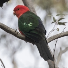 Alisterus scapularis (Australian King-Parrot) at Bruce, ACT - 4 Sep 2018 by AlisonMilton