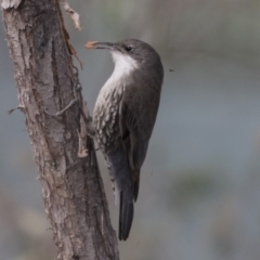 Cormobates leucophaea (White-throated Treecreeper) at Bruce Ridge to Gossan Hill - 3 Sep 2018 by AlisonMilton