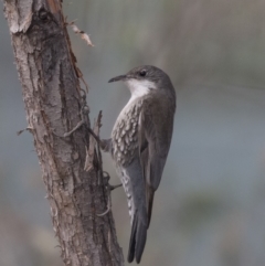 Cormobates leucophaea at Bruce, ACT - 4 Sep 2018 08:42 AM