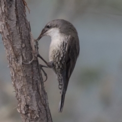 Cormobates leucophaea at Bruce, ACT - 4 Sep 2018 08:42 AM