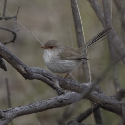 Malurus cyaneus (Superb Fairywren) at Bruce, ACT - 3 Sep 2018 by Alison Milton