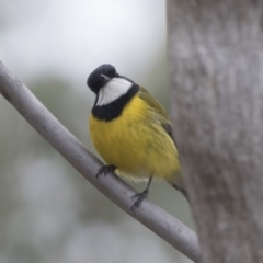 Pachycephala pectoralis (Golden Whistler) at Bruce, ACT - 3 Sep 2018 by Alison Milton