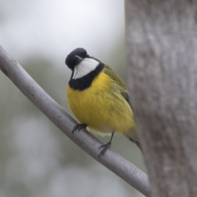 Pachycephala pectoralis (Golden Whistler) at Bruce Ridge to Gossan Hill - 3 Sep 2018 by AlisonMilton