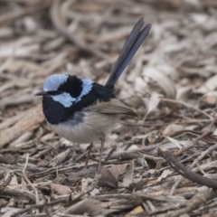 Malurus cyaneus (Superb Fairywren) at Bruce Ridge to Gossan Hill - 3 Sep 2018 by AlisonMilton