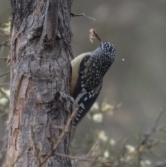 Pardalotus punctatus (Spotted Pardalote) at Bruce Ridge - 3 Sep 2018 by AlisonMilton