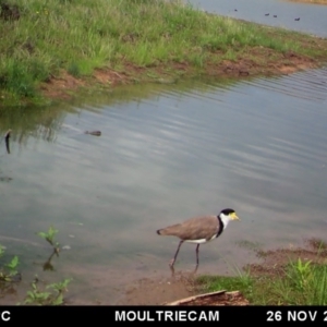 Vanellus miles at Michelago, NSW - 26 Nov 2017 09:53 AM