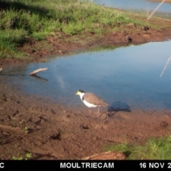 Vanellus miles (Masked Lapwing) at Illilanga & Baroona - 15 Nov 2017 by Illilanga