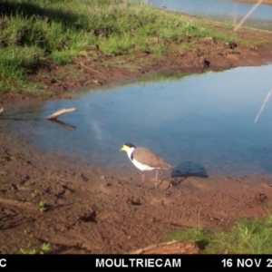 Vanellus miles at Michelago, NSW - 16 Nov 2017 07:16 AM