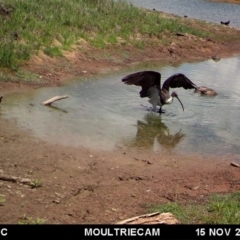 Threskiornis spinicollis (Straw-necked Ibis) at Illilanga & Baroona - 15 Nov 2017 by Illilanga