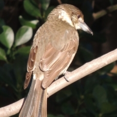 Cracticus torquatus (Grey Butcherbird) at Pollinator-friendly garden Conder - 3 Sep 2018 by michaelb