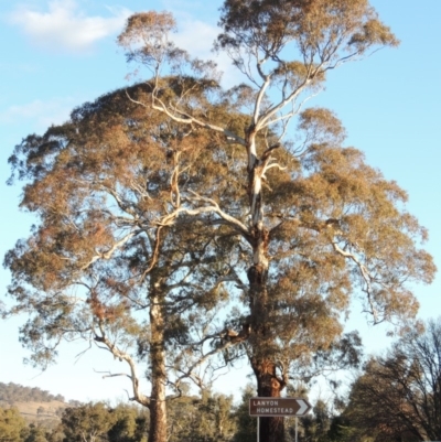 Eucalyptus melliodora (Yellow Box) at Gordon, ACT - 2 Sep 2018 by michaelb