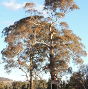 Eucalyptus melliodora at Gordon, ACT - 2 Sep 2018