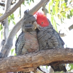 Callocephalon fimbriatum (Gang-gang Cockatoo) at Carwoola, NSW - 1 Sep 2018 by KumikoCallaway