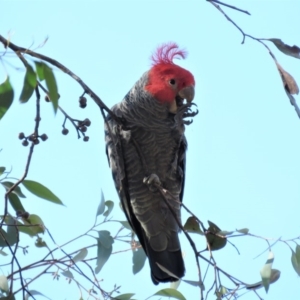 Callocephalon fimbriatum at Carwoola, NSW - 1 Sep 2018