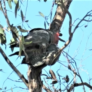 Callocephalon fimbriatum at Carwoola, NSW - 1 Sep 2018