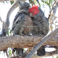 Callocephalon fimbriatum at Carwoola, NSW - suppressed