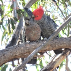 Callocephalon fimbriatum at Carwoola, NSW - 1 Sep 2018