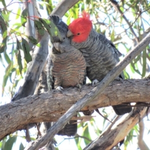 Callocephalon fimbriatum at Carwoola, NSW - 1 Sep 2018